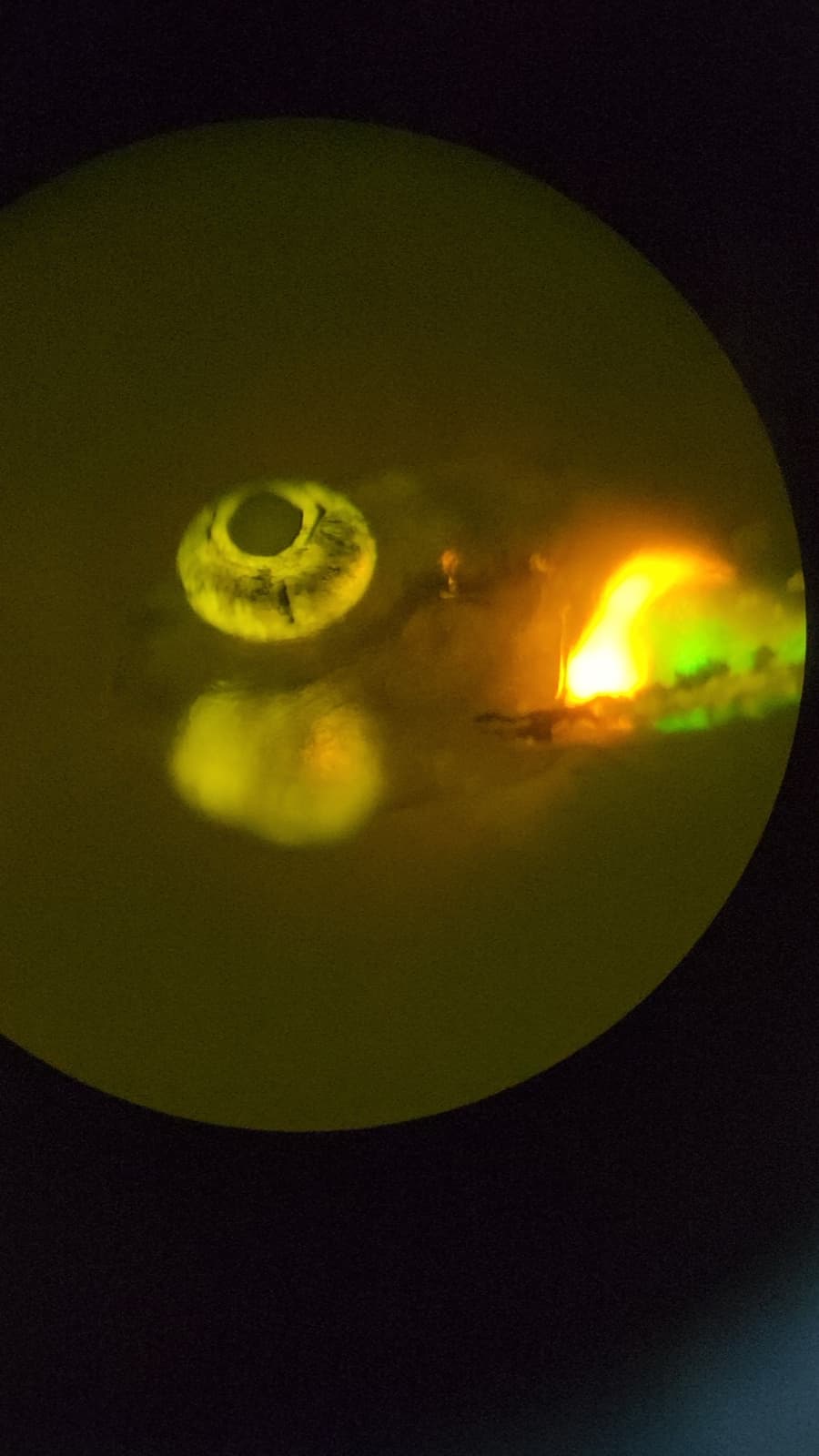 Zebrafish under microscope, January 2025