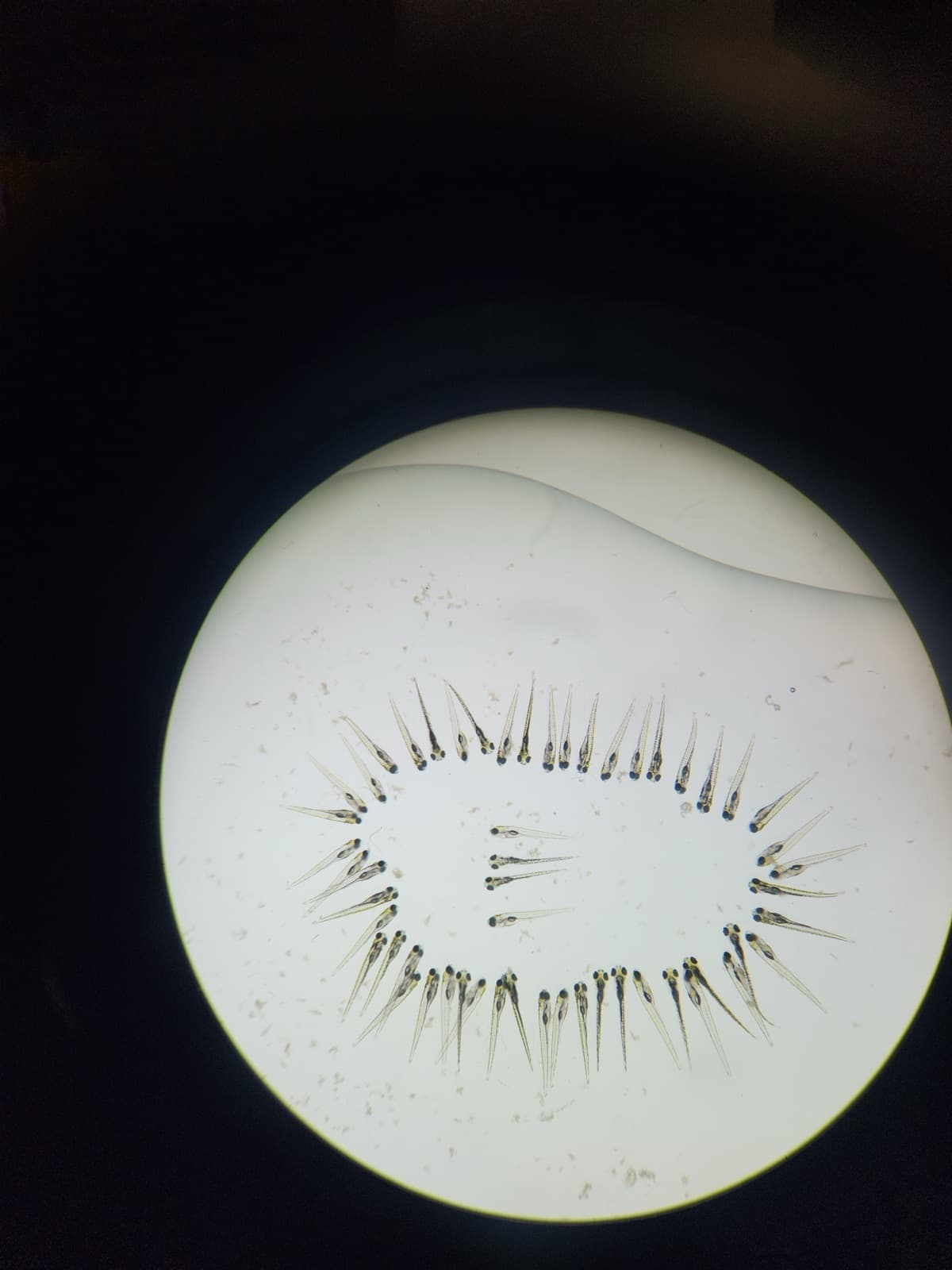 Zebrafish under microscope, January 2025