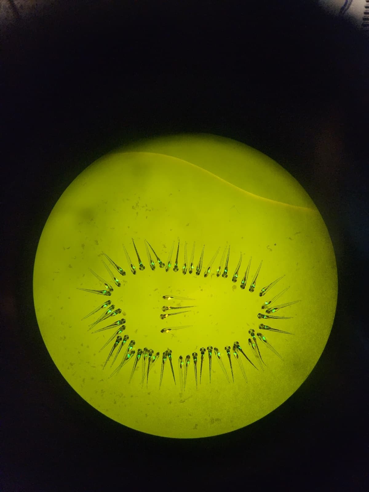 Zebrafish under microscope, January 2025