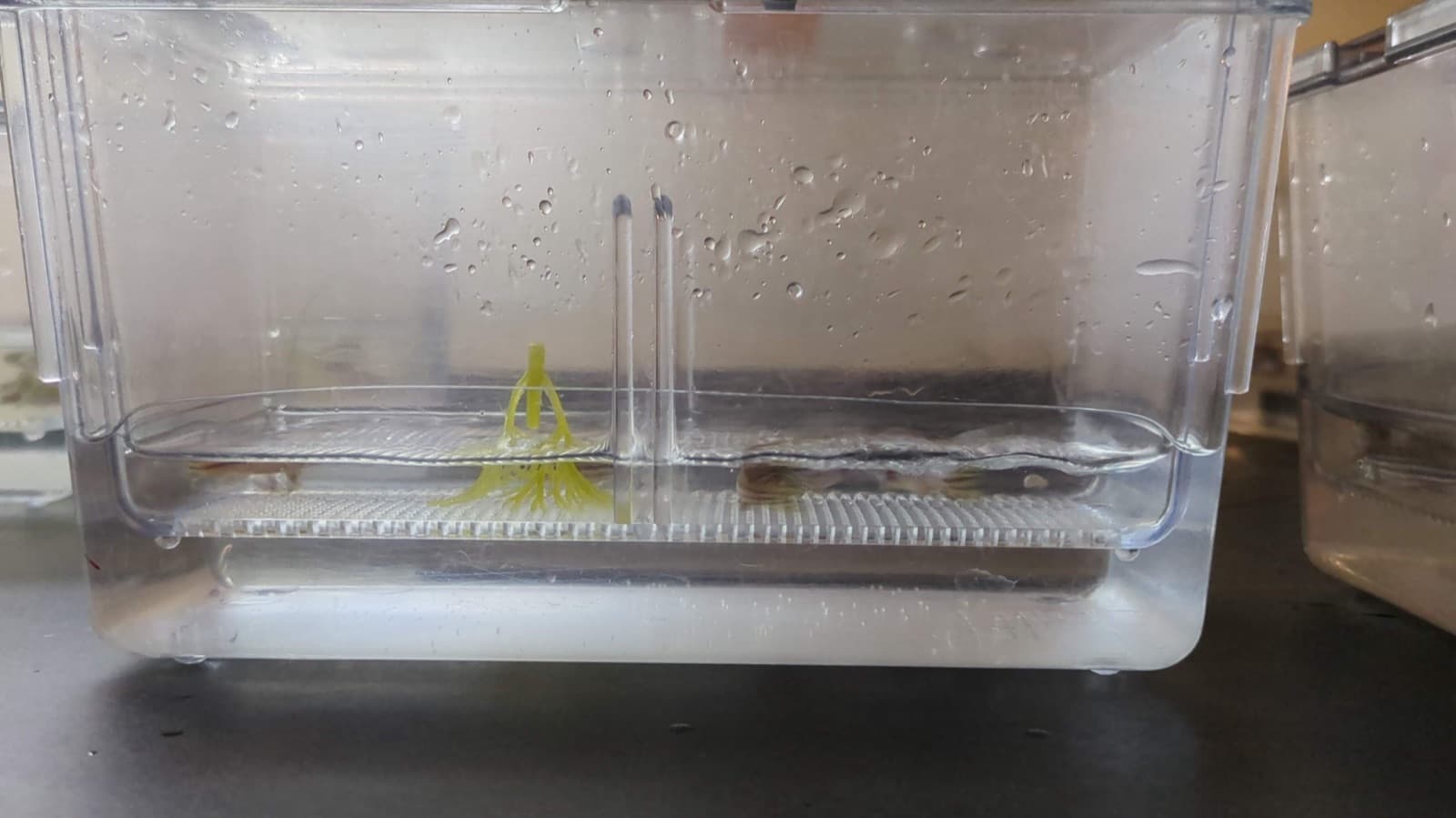 Zebrafish mating and egg collection