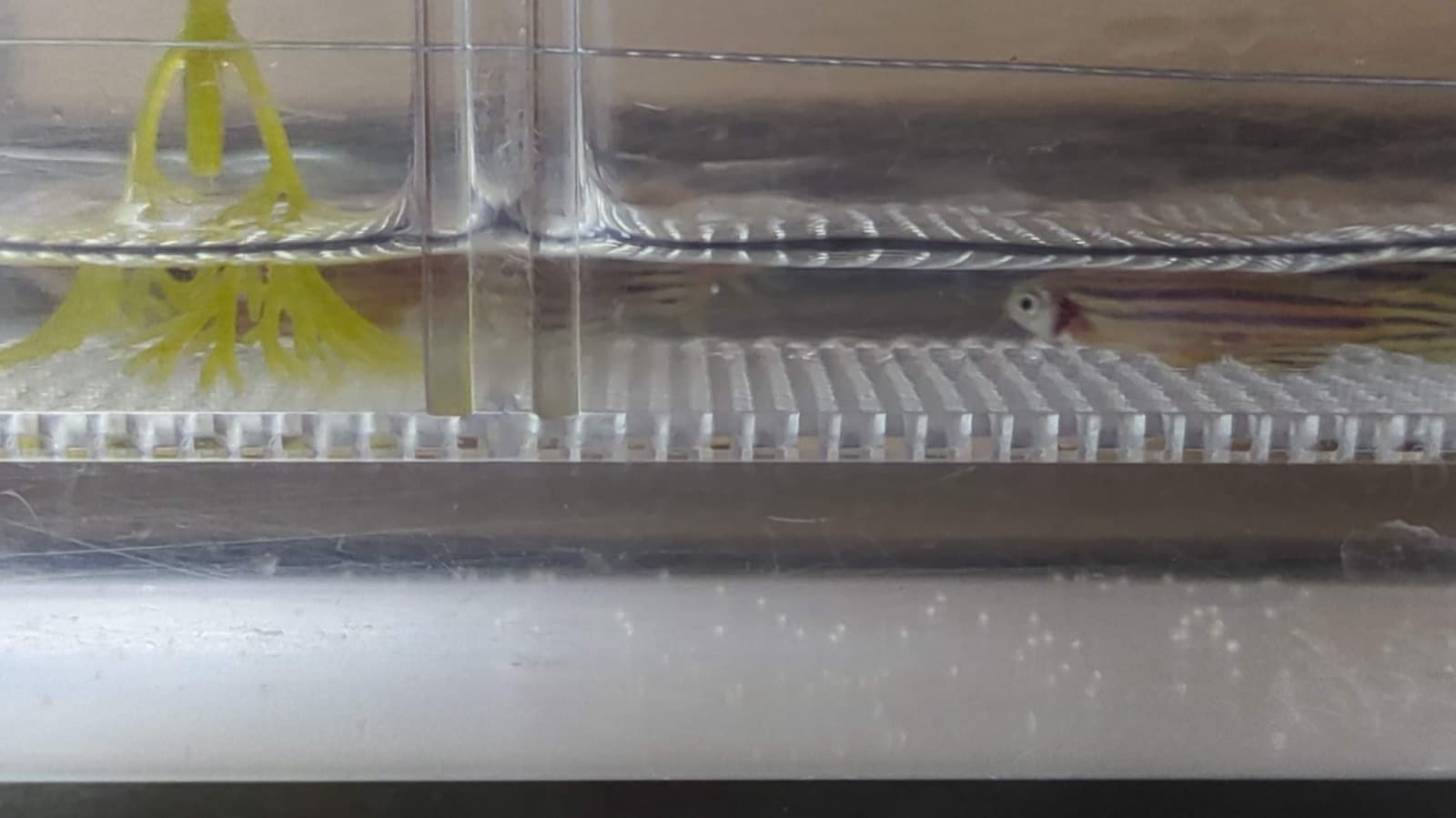 Zebrafish mating and egg collection
