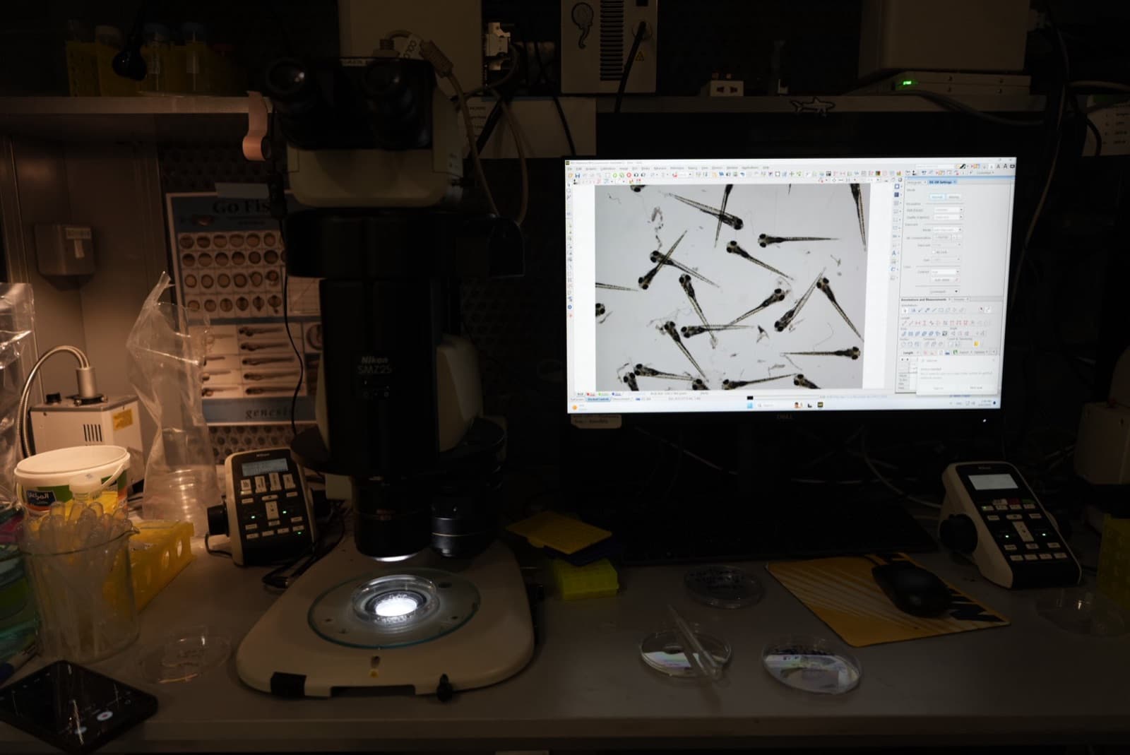 Fluorescence microscopy of zebrafish