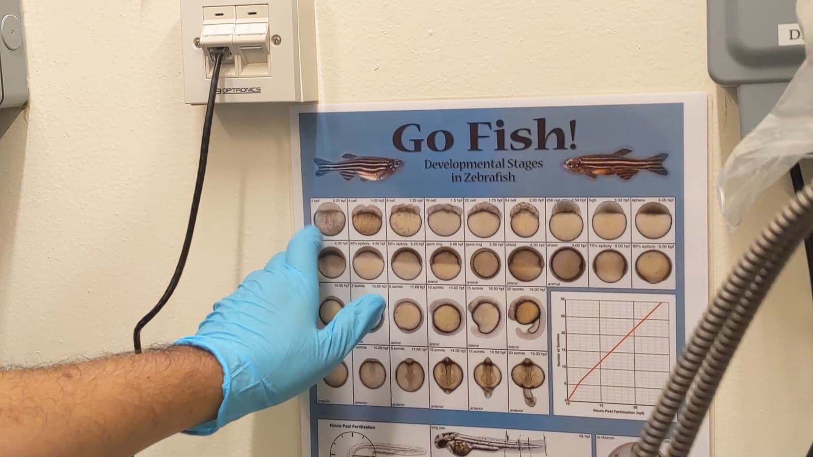 Zebrafish embryo development under the microscope