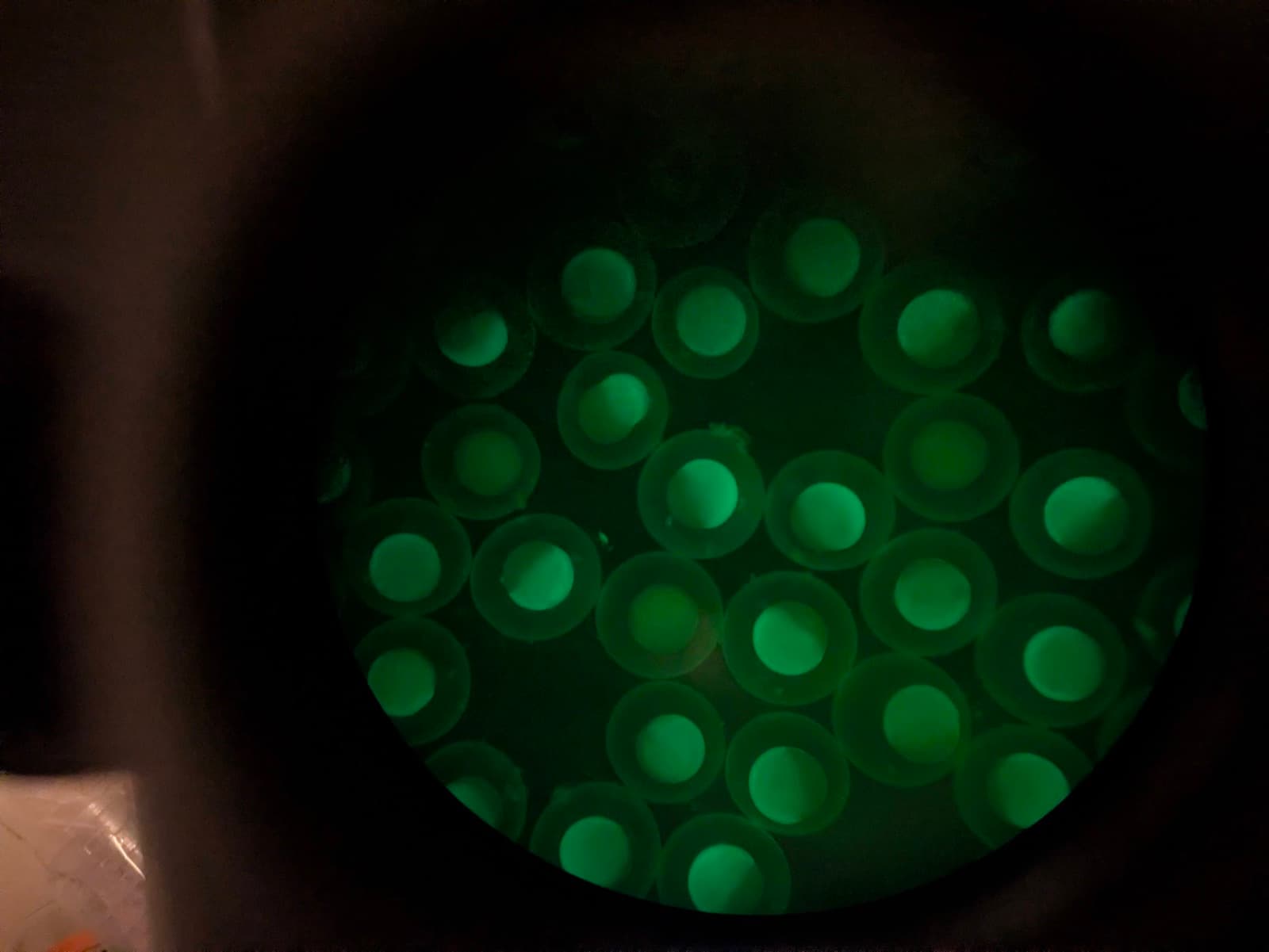 Fluorescence screening of injected embryos