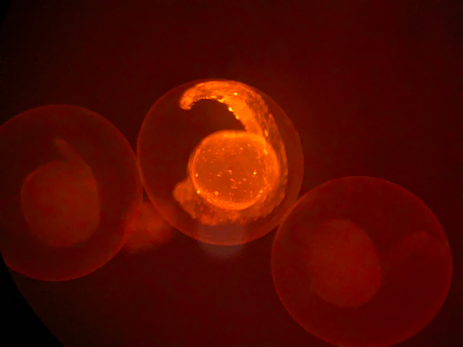 Zebrafish embryo showing red fluorescence