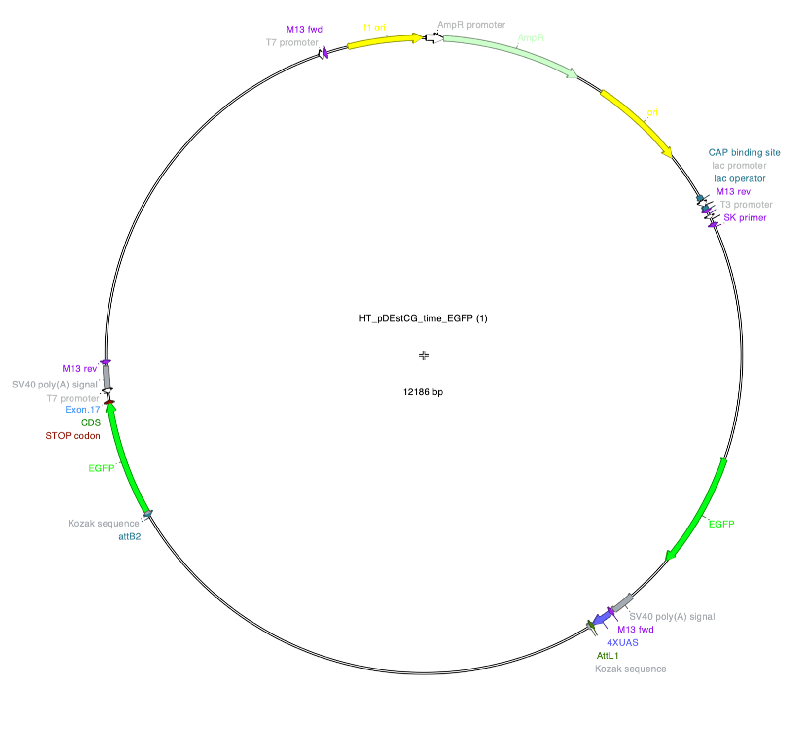 Plasmid construct map